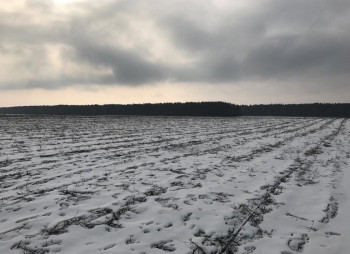 Ягодное хозяйство по выращиванию малины